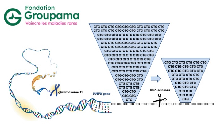 alt="CTG repeat expansions on chromosome 19 in Steinert disease, can be healed by shortening the repeat tract"